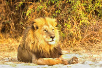 Magnificent Lion at Rest von Graham Prentice