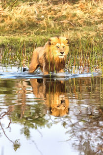Lion in River with Reflection by Graham Prentice