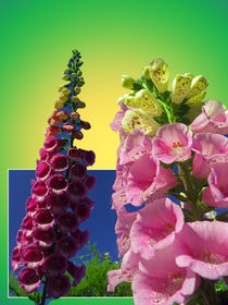   Two Foxglove flowers on texture and frame by Robert Gipson