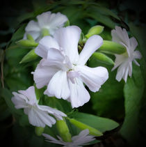 white blossom 2 by feiermar