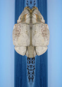 Mollusc von Peter Madren