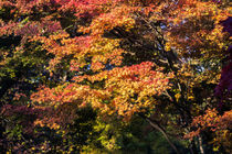 Maples in Glorious Autumn Colour von Graham Prentice