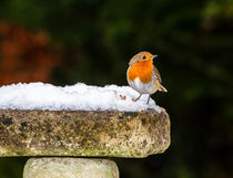 Robin on Snowy Birdbath by Graham Prentice