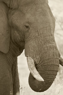 Portrait of bull elephant von Yolande  van Niekerk