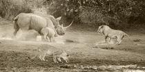 A Mother Rhino's Fury von Yolande  van Niekerk