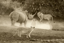 Rhino-Lion stale mate von Yolande  van Niekerk