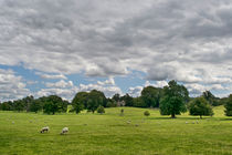 Peaceful Pastures by Colin Metcalf
