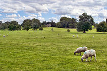 Sheep Grazing the Meadow von Colin Metcalf