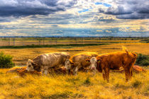 The Friendly Cows by David Pyatt