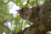 cat high up in tree look down von anja-juli