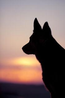 Hund Silhouette im Sonnenuntergang  von anja-juli