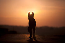 Hund Silhouette im Sonnenuntergang frontal by anja-juli