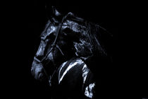 Black horse on black background by anja-juli