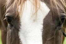 Horses eyes frontal von anja-juli