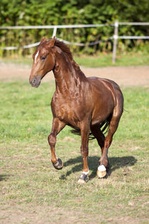 Proud Horse gallop free on meadow outside. Vertical von anja-juli