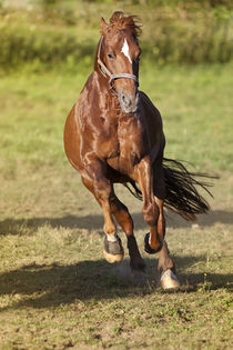 Proud Horse gallop free on meadow outside von anja-juli