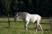 White Horse on field run free by anja-juli