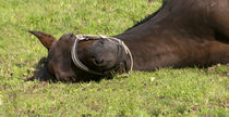Horse sleep outside on pasture by anja-juli