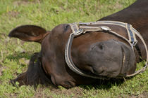 Horse sleep outside on pasture von anja-juli