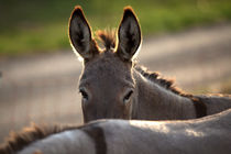 donkey looks over his friends back von anja-juli