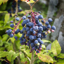 Blackthorn Berries von Colin Metcalf