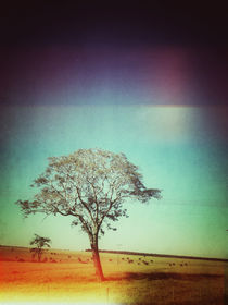 Light Tree by Mauricio Santana