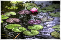 Water Lily by mario-s
