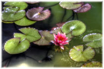 Water Lily von mario-s