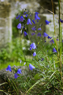 Harebells by Colin Metcalf