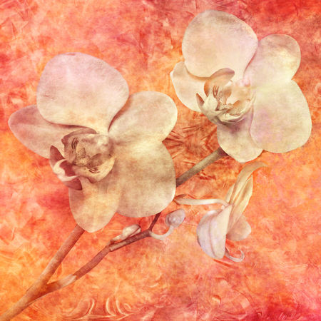 Orchidee-kubismus