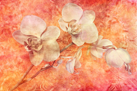 Orchidee-kubismus1