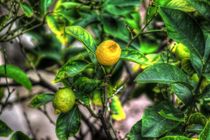 Lemon Tree by mario-s