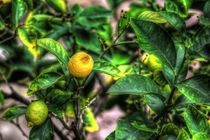Lemon Tree von mario-s