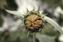 Sunflower by Steve Ball
