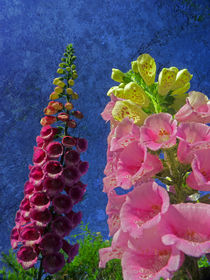   Two Foxglove flowers with textured background by Robert Gipson