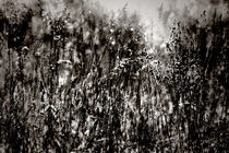 Grasses In The Afternoon B&W Light  by florin