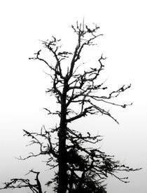 Tree in the Mist by Philipp Tillmann