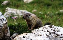 A Cute Marmot by Philipp Tillmann