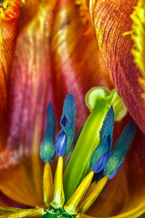 Heart of a Tulip by Vicki Field