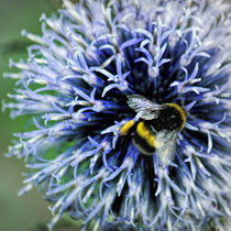 Globe Thistle and visitor by Colin Metcalf