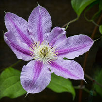 Clematis by Colin Metcalf