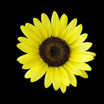 Sunflower by feiermar