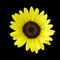 Sunflower-bun
