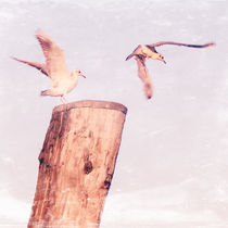 TIME TO FLY by urs-foto-art