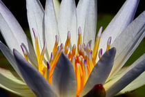 Indische Lotusblume 2 von Bernhard Kaiser