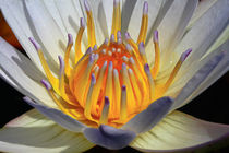 Indische Lotusblume 3 von Bernhard Kaiser