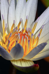 Indische Lotusblume von Bernhard Kaiser