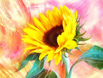 Sonnenblume von darlya