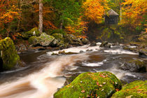 River through autumn colours at the Hermitage, Scotland by Sara Winter