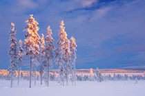 Snowy landscape in Finnish Lapland in winter at sunset by Sara Winter